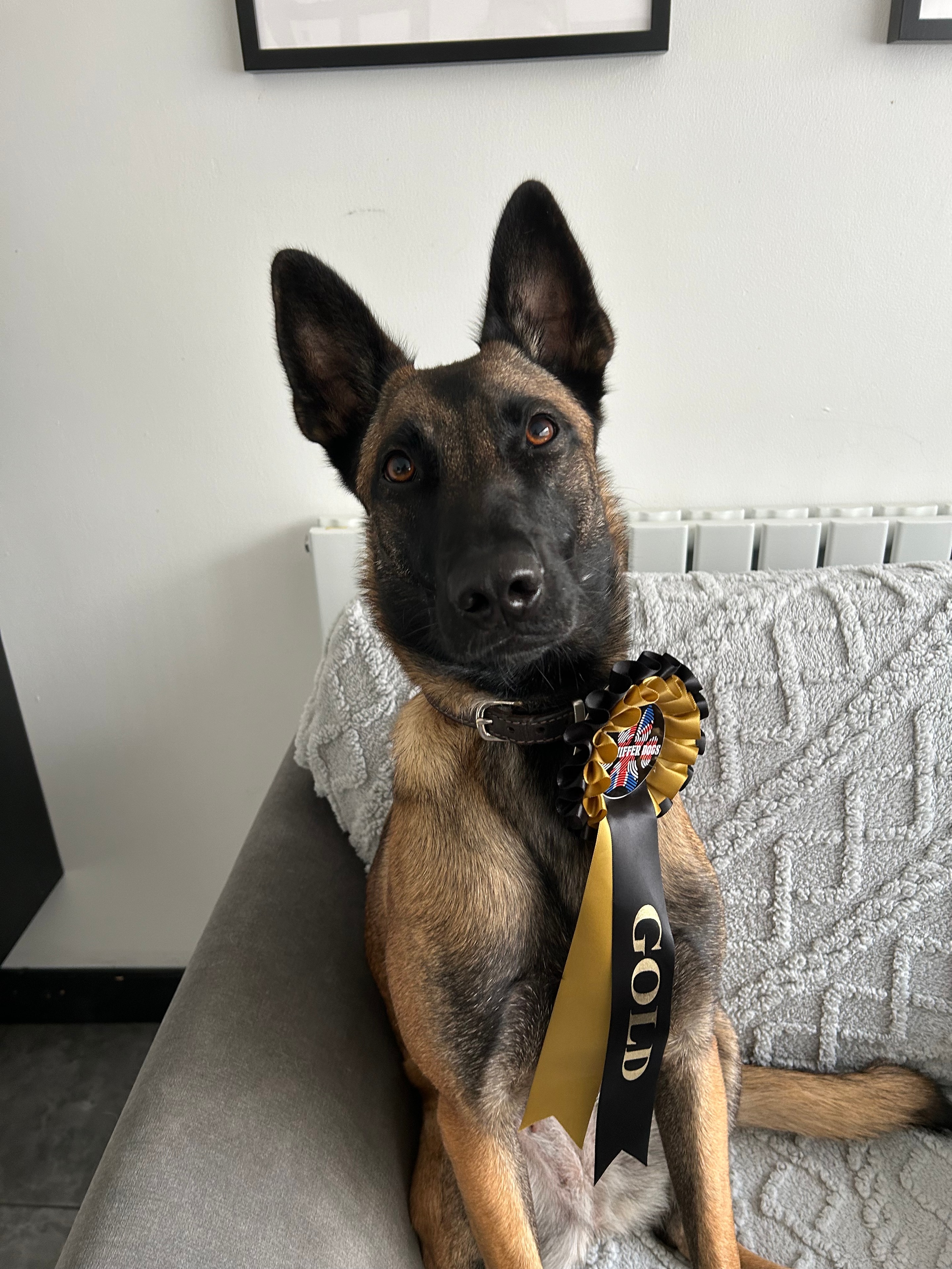 Clever Dog Training — professional dog trainer